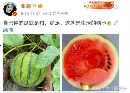 娱乐新鲜事吃瓜,揭秘明星幕后故事